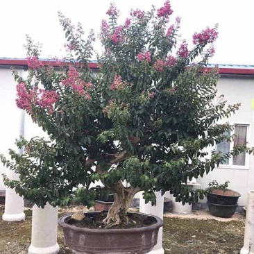 小叶紫薇桩景批发细叶紫薇树桩盆景价格观花盆栽