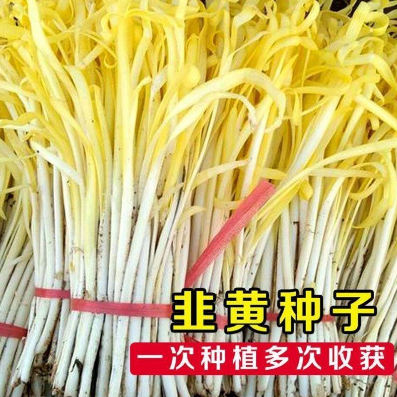 富韭黄冠韭黄种子，250克