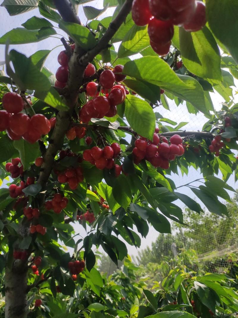 樱桃，万亩樱桃园，水果行业做代办几十年，欢迎联系合作