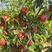 樱桃，万亩樱桃园，水果行业做代办几十年，欢迎联系合作