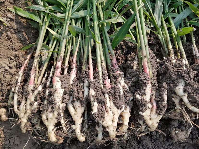 子姜储存方式示意图