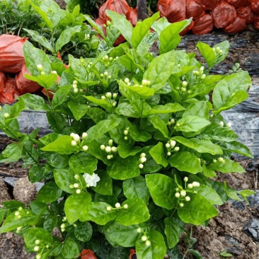 基地直销，货源充足，价挌市价，优质服务，香气浓郁的茉莉花