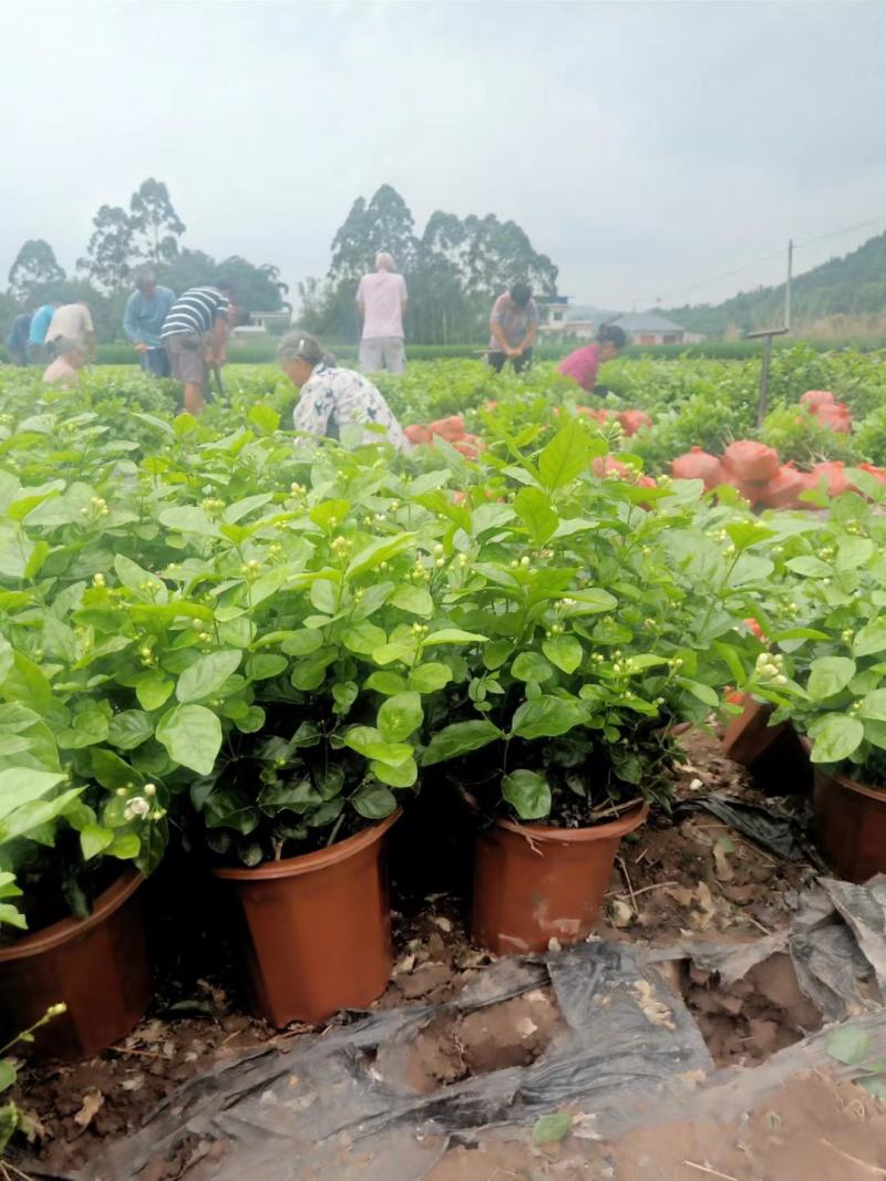 基地直销，货源充足，价挌市价，优质服务，香气浓郁的茉莉花