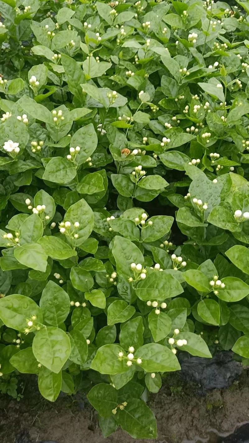 基地直销，货源充足，价挌市价，优质服务，香气浓郁的茉莉花