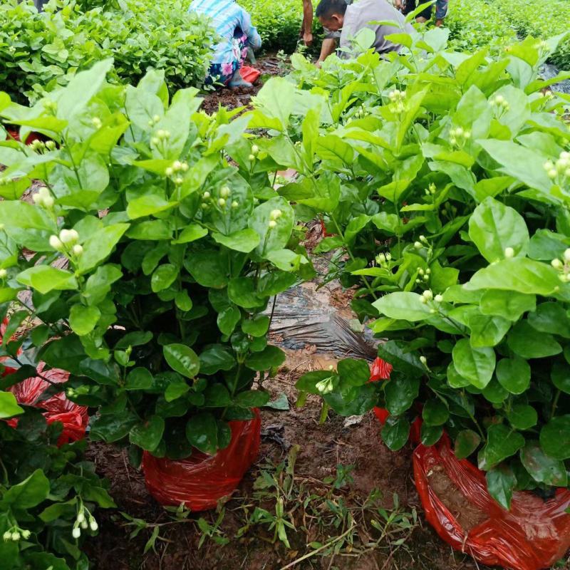 基地直销，货源充足，价挌市价，优质服务，香气浓郁的茉莉花