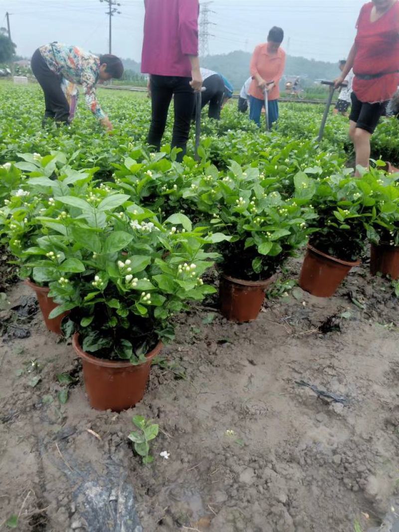 基地直销，货源充足，价挌市价，优质服务，香气浓郁的茉莉花