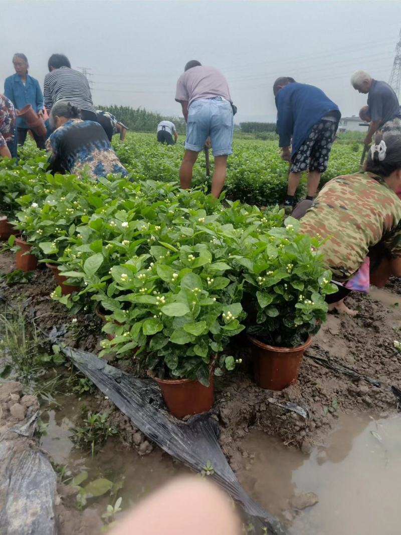 基地直销，货源充足，价挌市价，优质服务，香气浓郁的茉莉花