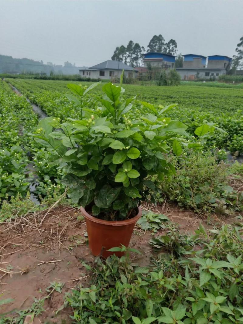 基地直销，货源充足，价挌市价，优质服务，香气浓郁的茉莉花