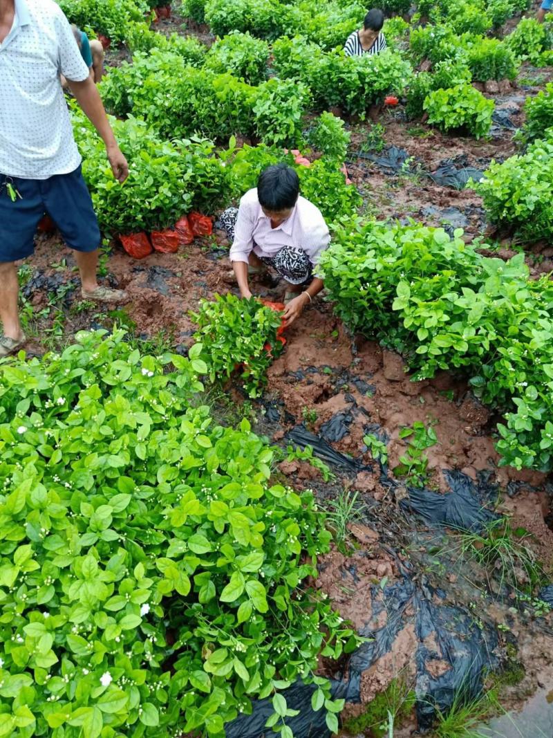 基地直销，货源充足，价挌市价，优质服务，香气浓郁的茉莉花