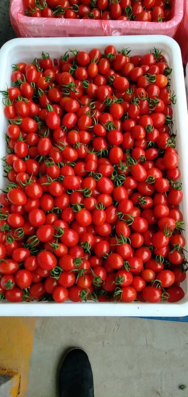 【精品】圣女果小番茄，现摘现发，货源充足，大量从优