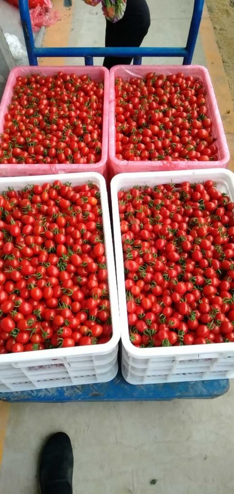 【精品】圣女果小番茄，现摘现发，货源充足，大量从优