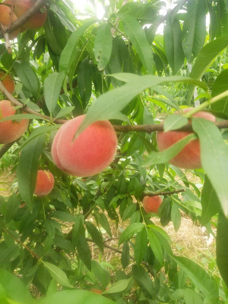 水蜜桃