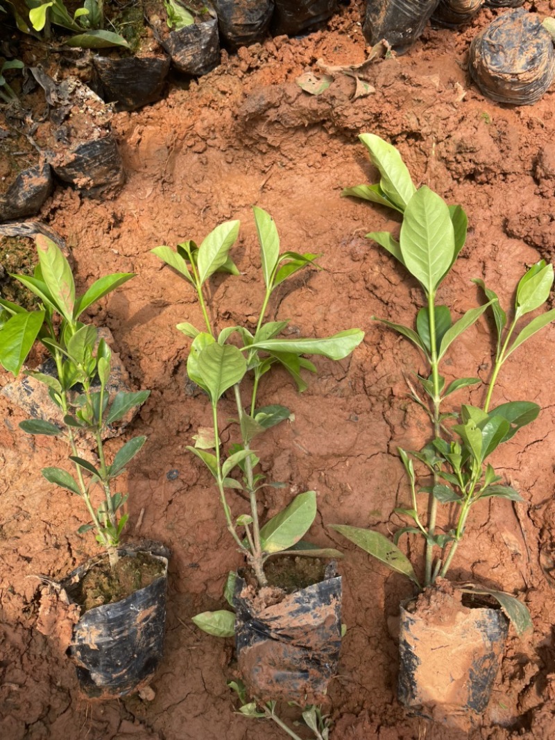 大叶栀子花小袋苗质量优价格美丽欢迎前来购