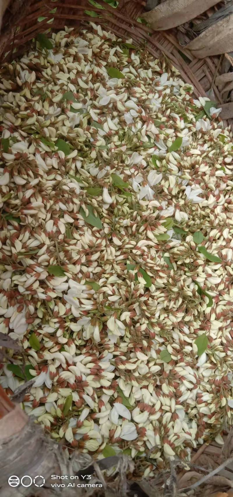 洋槐花鲜货现摘纯野生人工采集供应大量上市