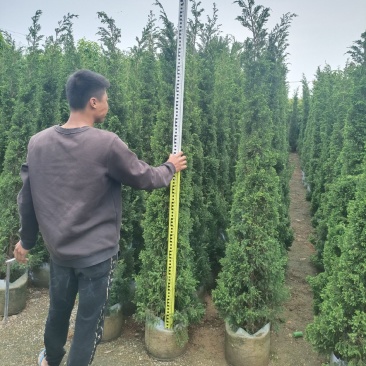 塔柏1.8～2米高，袋装苗，基地现货，一手货源