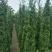 塔柏1.8～2米高，袋装苗，基地现货，一手货源