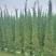 塔柏1.8～2米高，袋装苗，基地现货，一手货源