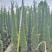 塔柏1.8～2米高，袋装苗，基地现货，一手货源