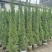 塔柏1.8～2米高，袋装苗，基地现货，一手货源