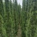 塔柏1.8～2米高，袋装苗，基地现货，一手货源
