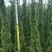塔柏1.8～2米高，袋装苗，基地现货，一手货源