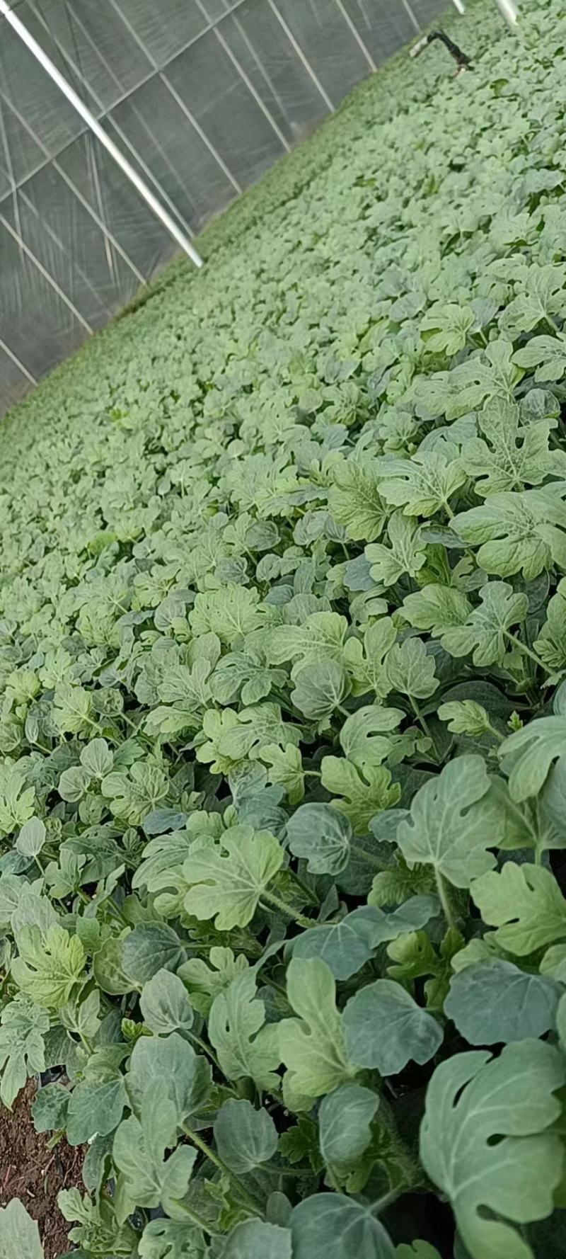美都嫁接苗抗重茬苗子健壮根系发达包技术指导