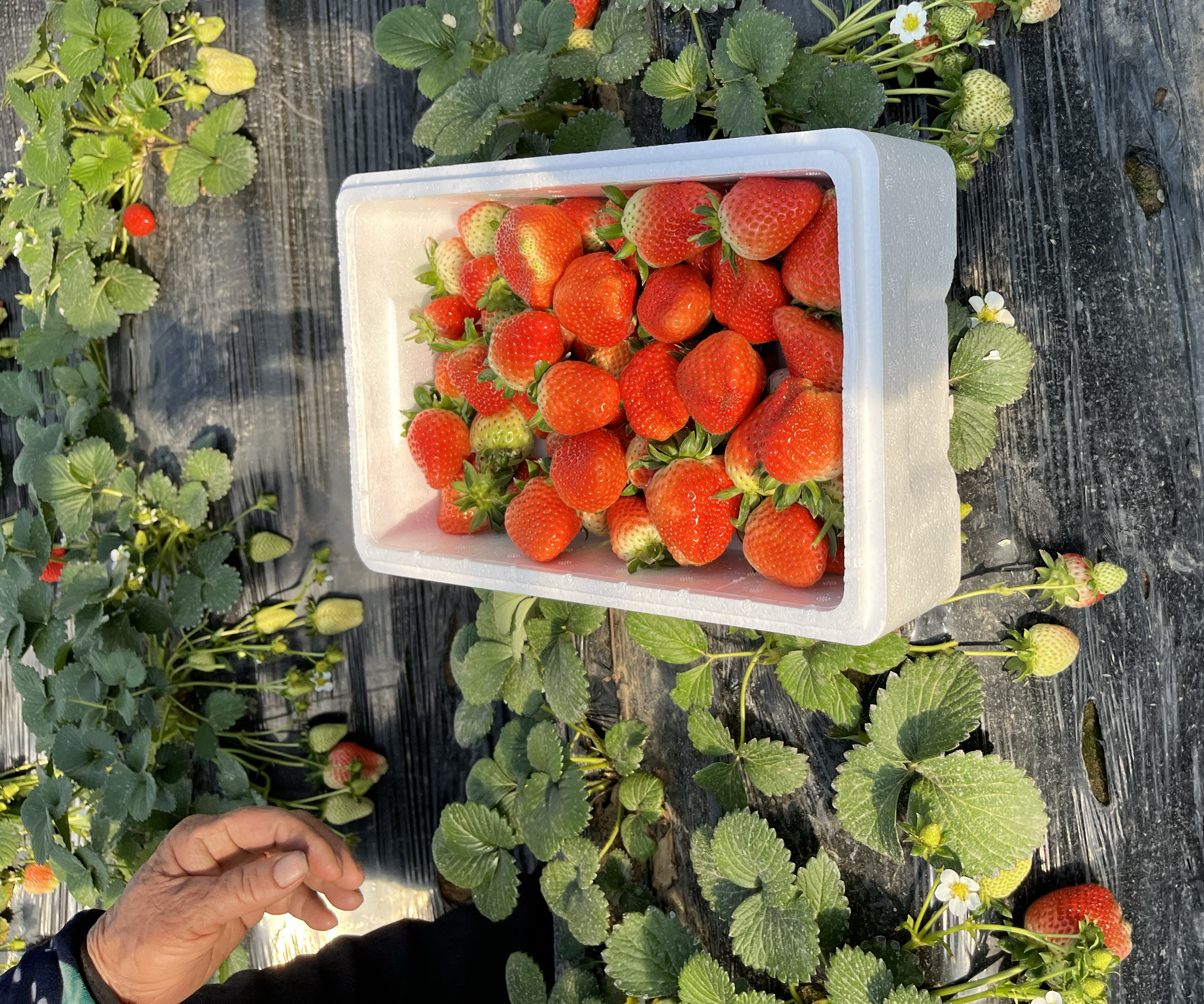 新疆棉花田与大豆种植基地对比图