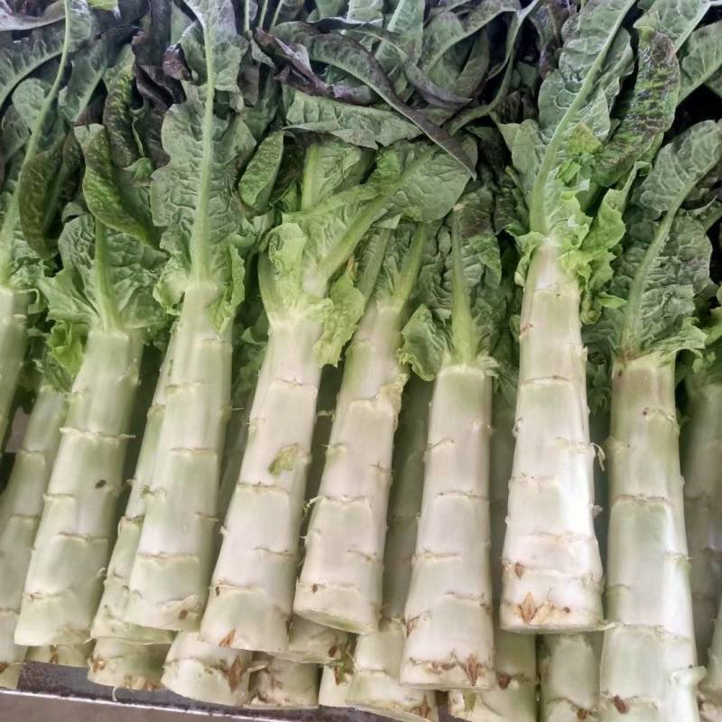 兰州莴笋大量上市质量保证全国代发可视频看货及线上交易