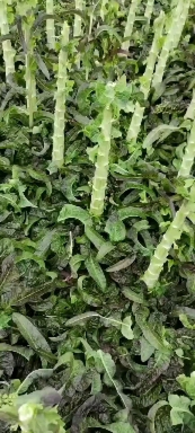 兰州莴笋大量上市质量保证全国代发可视频看货及线上交易