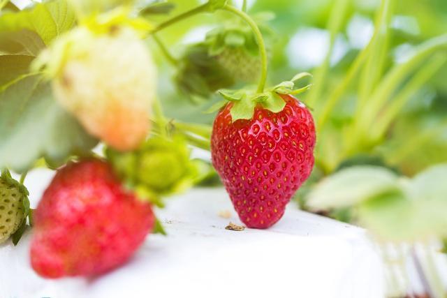 草莓特写