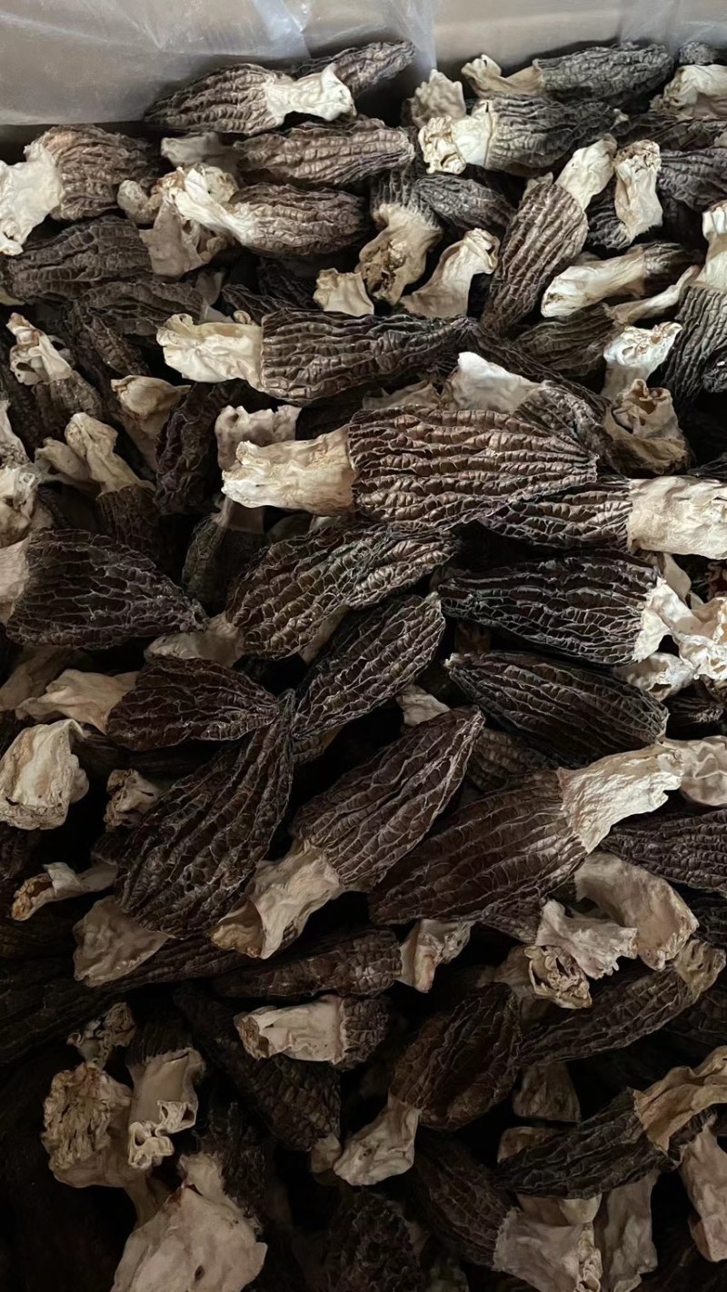 羊肚菌