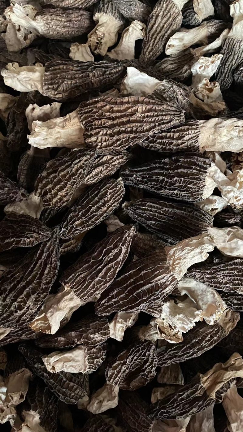 羊肚菌