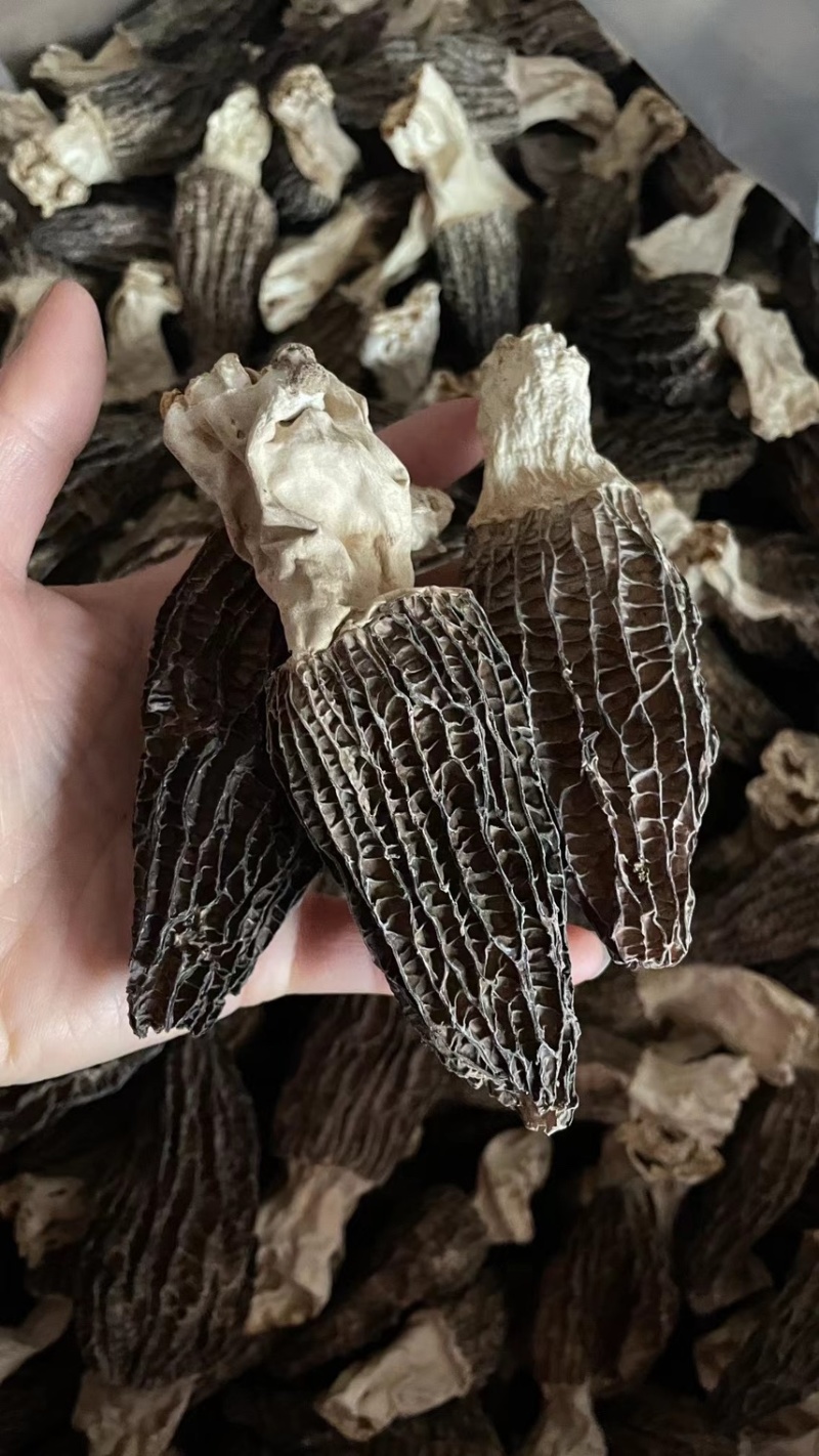 羊肚菌