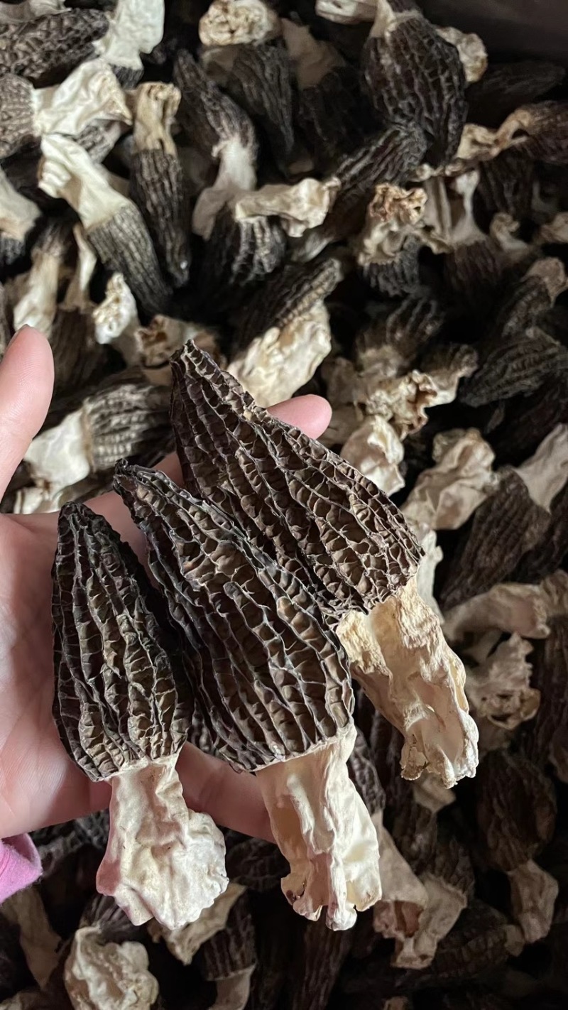 羊肚菌