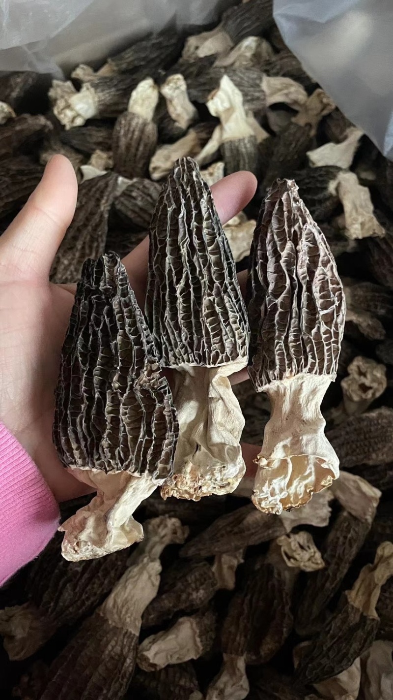 羊肚菌