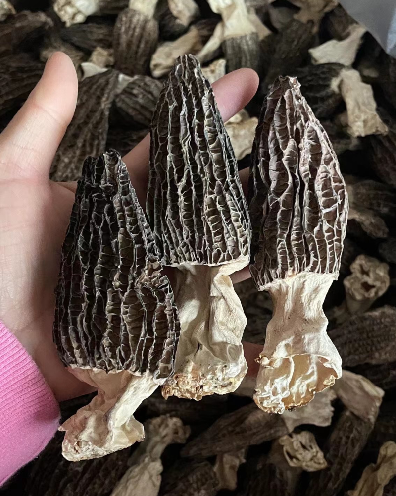 羊肚菌