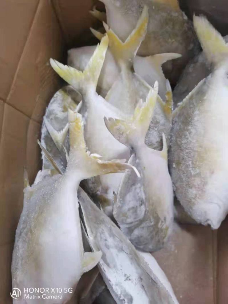 深海金鲳鱼200-300，8公斤装，20冰衣