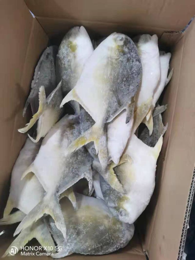 深海金鲳鱼200-300，8公斤装，20冰衣