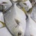 深海金鲳鱼200-300，8公斤装，20冰衣