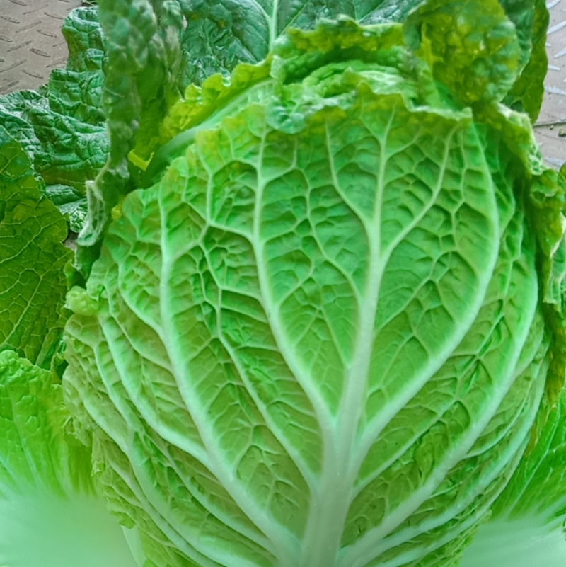 大白菜