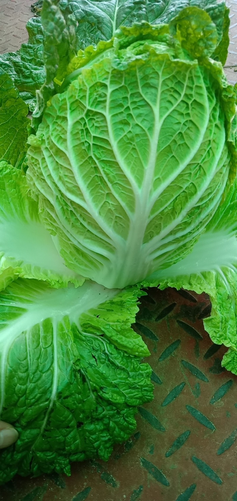 大白菜