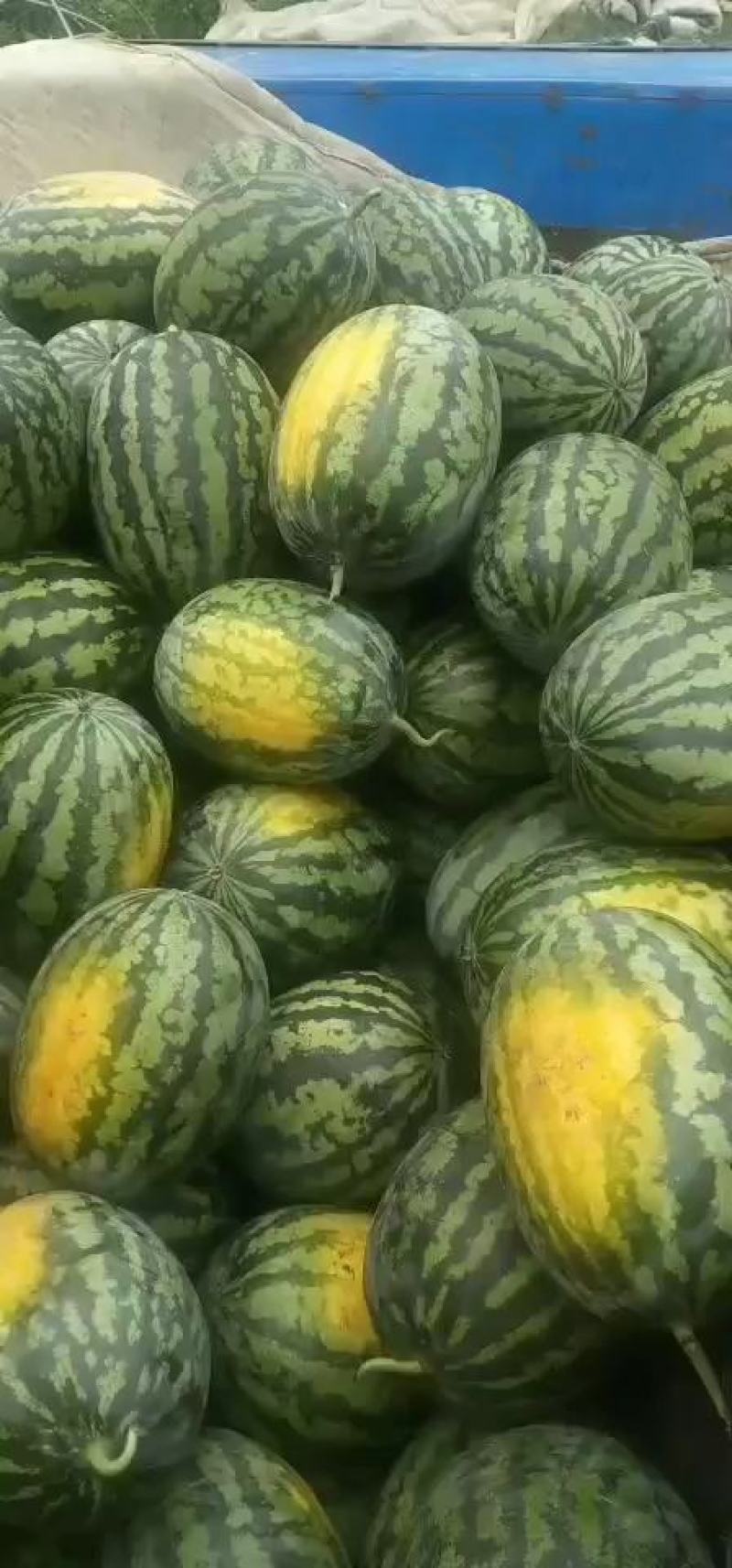 【热卖】甜王西瓜陕西甜王西瓜产地直供价格优惠