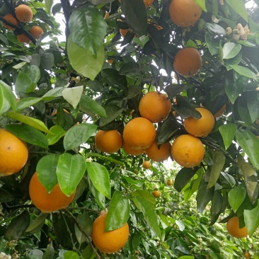 江永瑶山精品夏橙大量上市，农户一手货源，欢迎各位老板前来