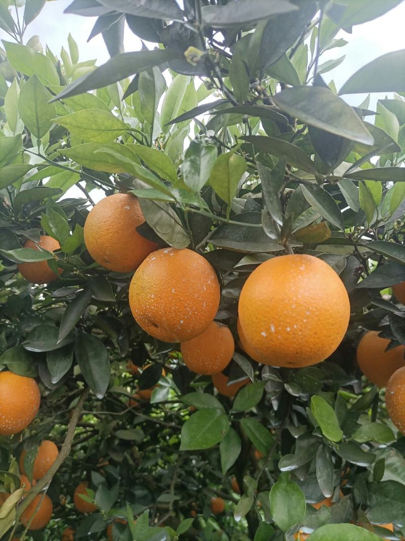 江永瑶山精品夏橙大量上市，农户一手货源，欢迎各位老板前来