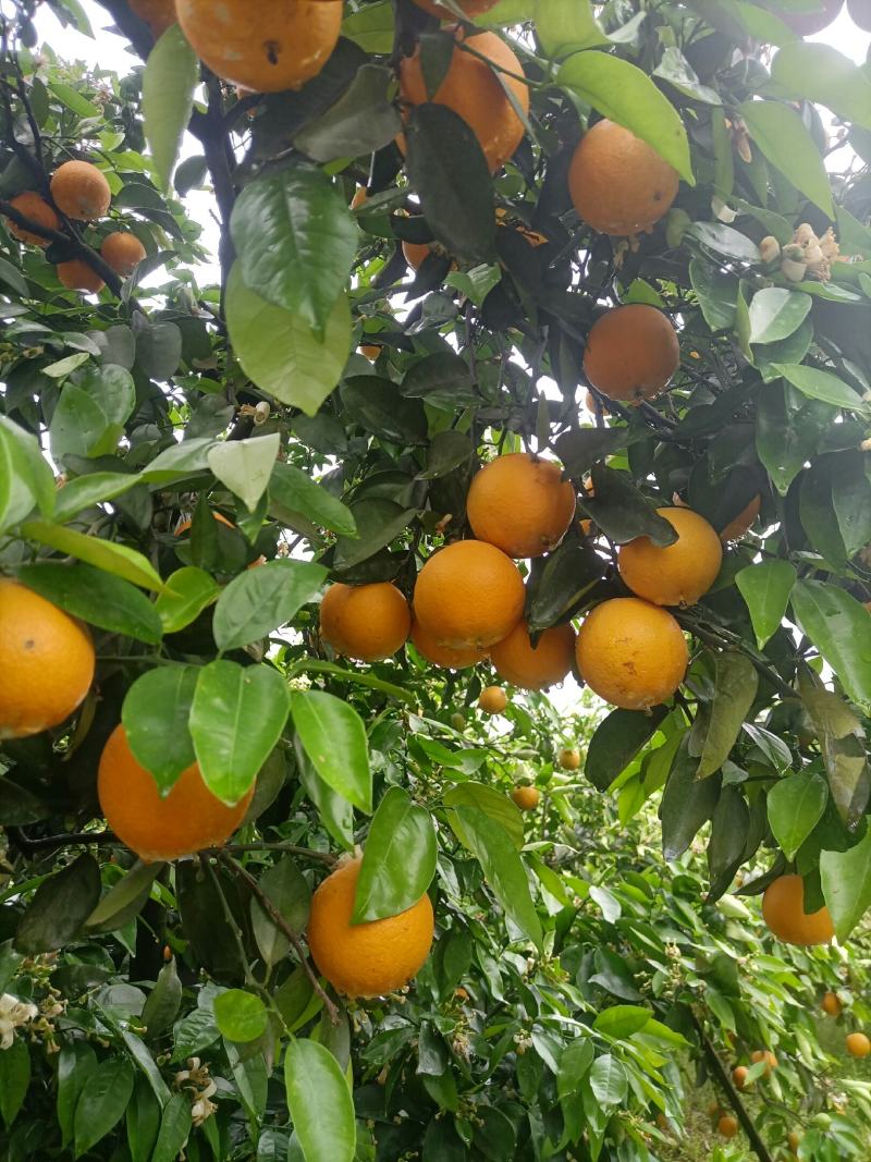 江永瑶山精品夏橙大量上市，农户一手货源，欢迎各位老板前来