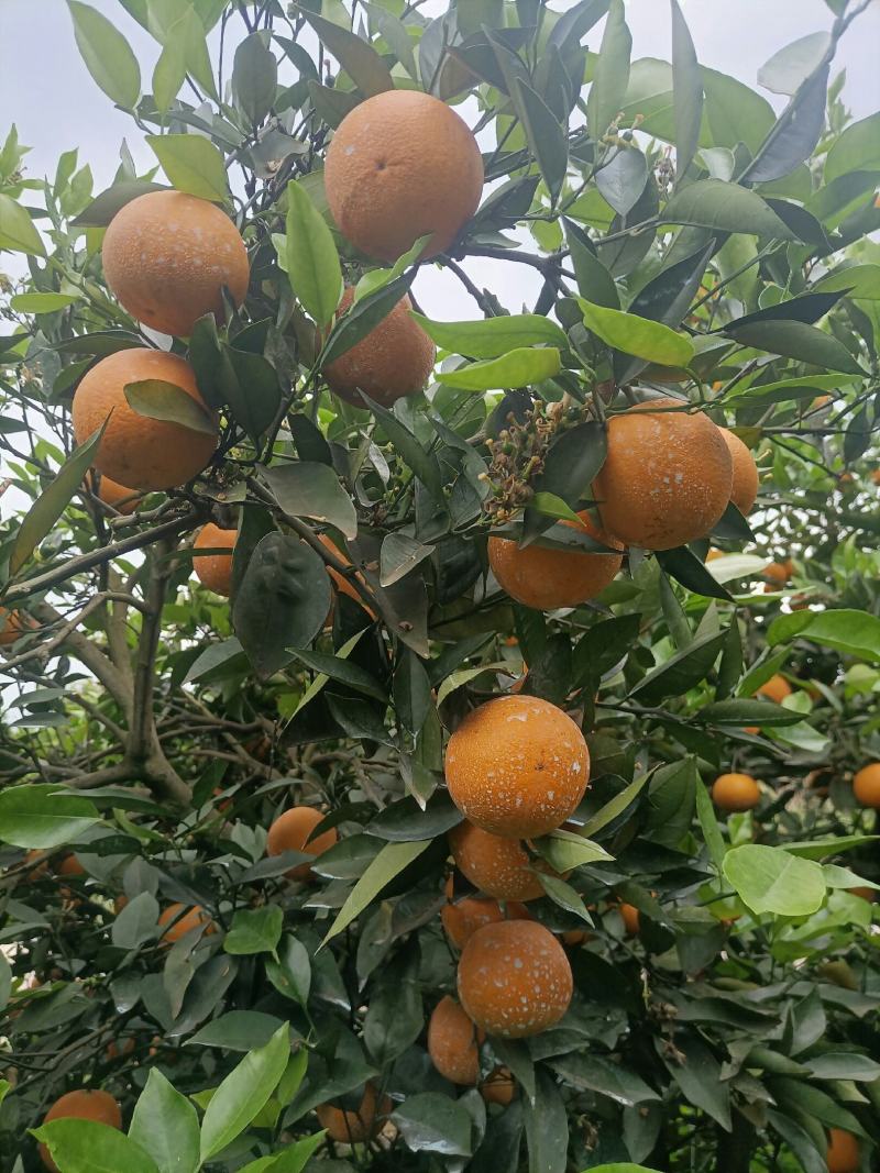 江永瑶山精品夏橙大量上市，农户一手货源，欢迎各位老板前来