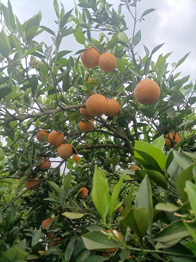江永瑶山精品夏橙大量上市，农户一手货源，欢迎各位老板前来