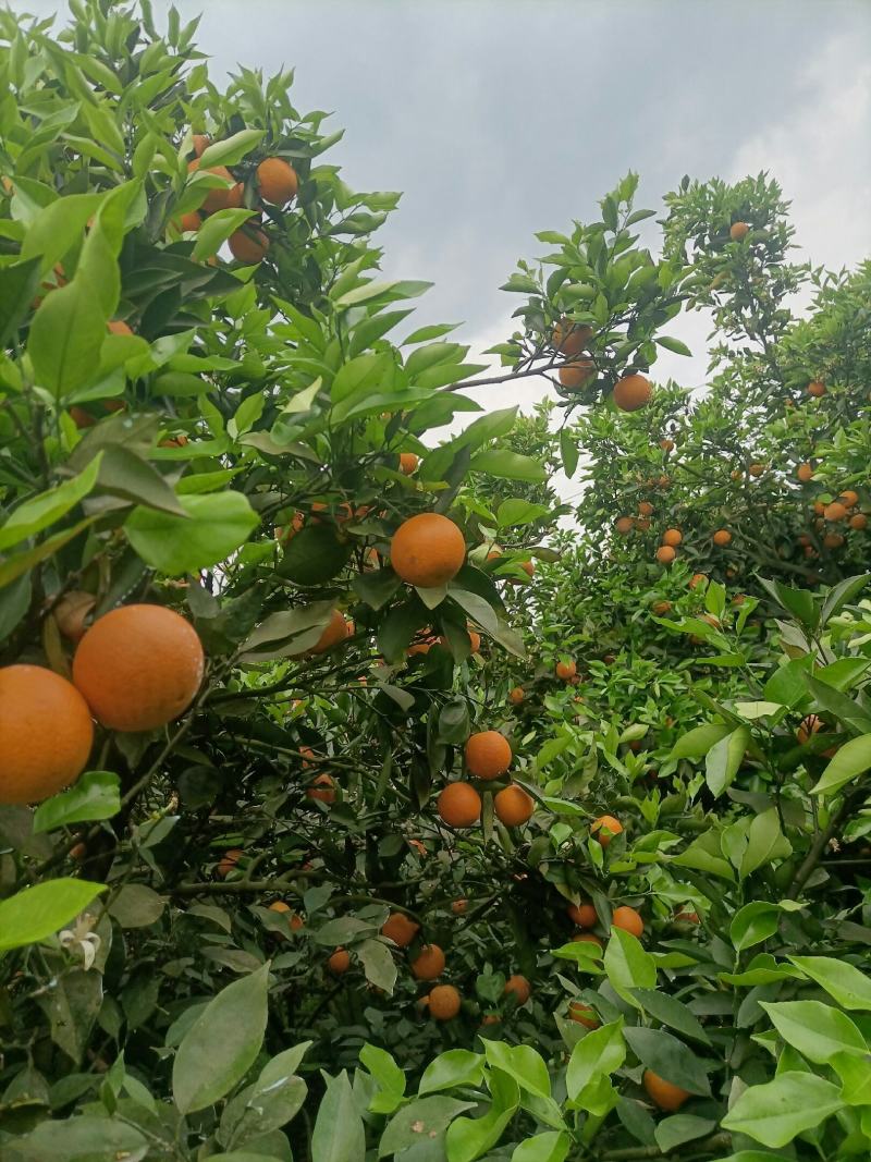 江永瑶山精品夏橙大量上市，农户一手货源，欢迎各位老板前来