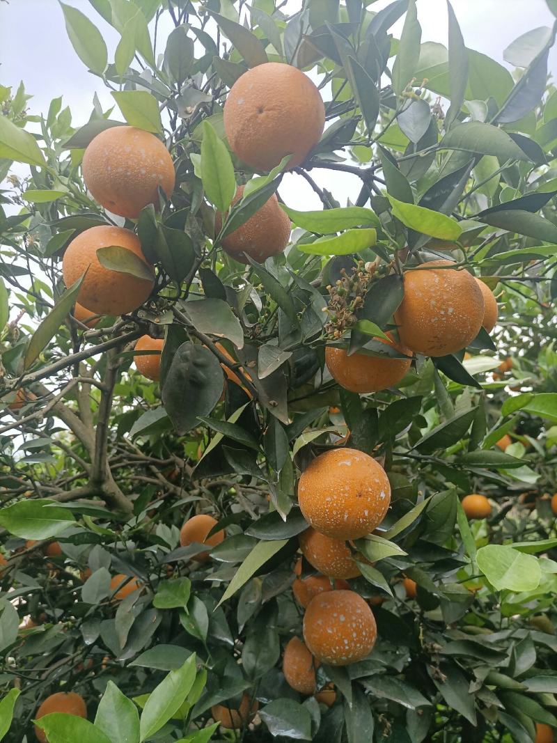 江永瑶山精品夏橙大量上市，农户一手货源，欢迎各位老板前来