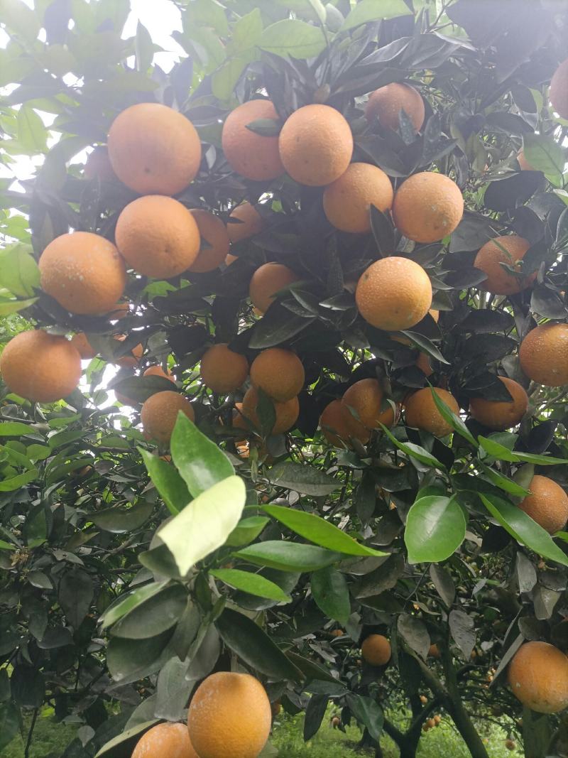 江永瑶山精品夏橙大量上市，农户一手货源，欢迎各位老板前来
